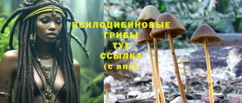 Псилоцибиновые грибы MAGIC MUSHROOMS  Вытегра 